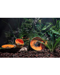 Keramik Papaya von Bordallo Pinheiro