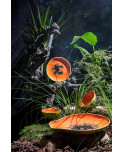 Bordallo Pinheiro Tropical Fruits Keramik Papaya
